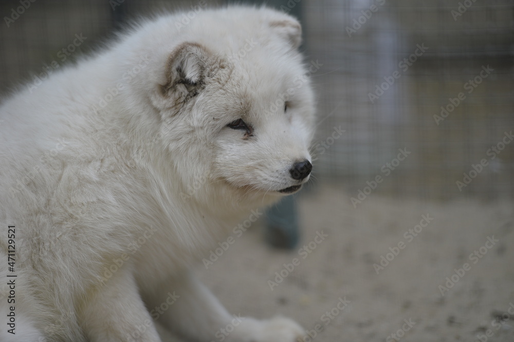 Fototapeta premium arctic fox