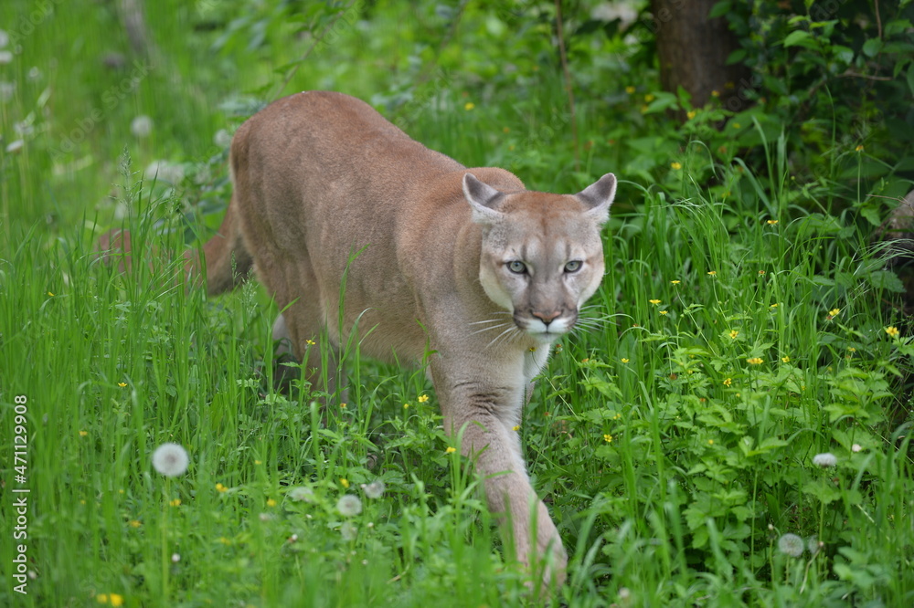 Fototapeta premium cougar in the wild