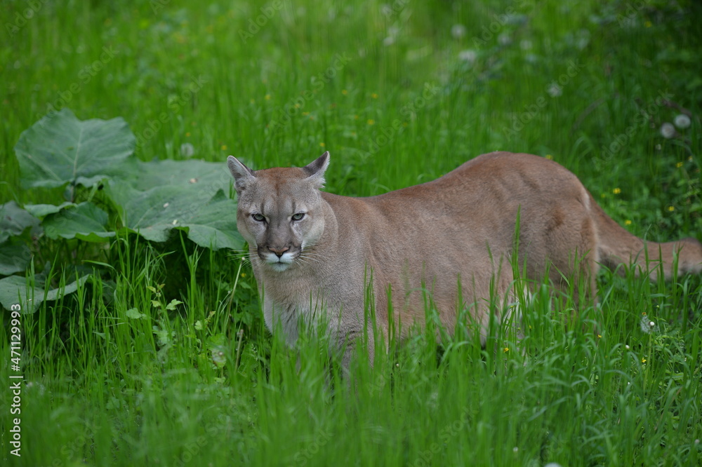 Obraz premium cougar in the wild