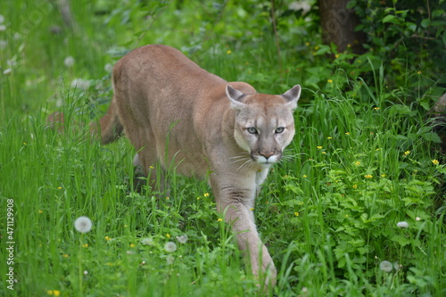 cougar in the wild