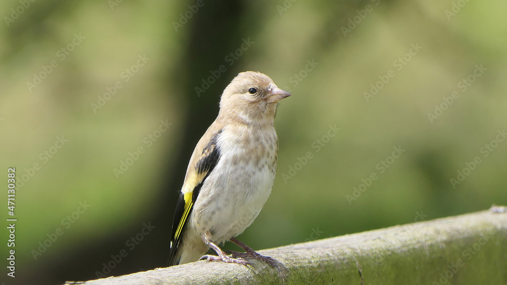 Goldfinch chick on a gate in wooda in UK Goldfinch chick on a gate in wooda in UK