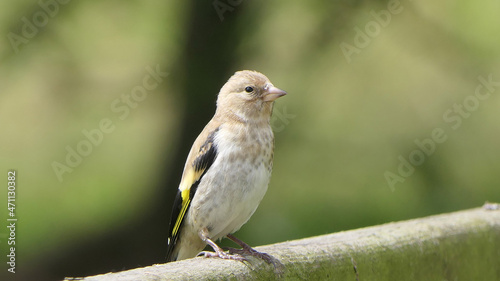 Goldfinch chick on a gate in wooda in UK