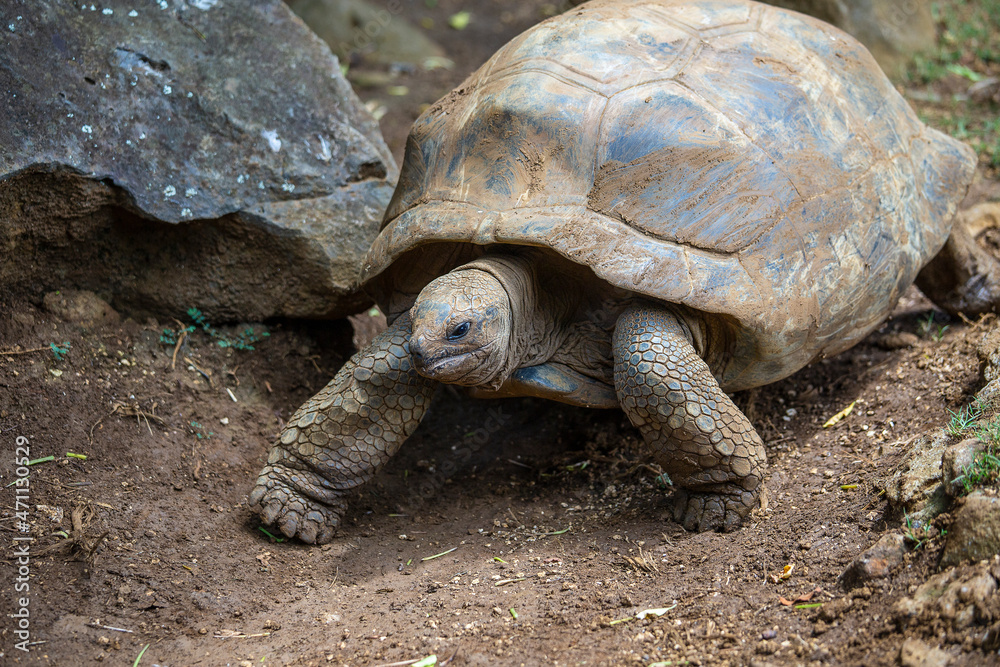 The Seychelles giant tortoise or aldabrachelys gigantea hololissa, also known as the Seychelles domed giant tortoise. Giant turtle in island Mauritius The Seychelles giant tortoise or aldabrachelys gigantea hololissa, also known as the Seychelles domed giant tortoise. Giant turtle in island Mauritius