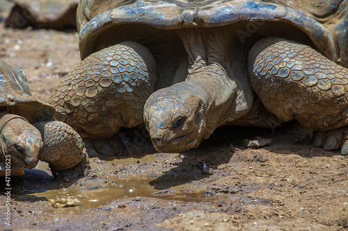 The Seychelles giant tortoise or aldabrachelys gigantea hololissa, also known as the Seychelles domed giant tortoise. Giant turtle in island Mauritius photo