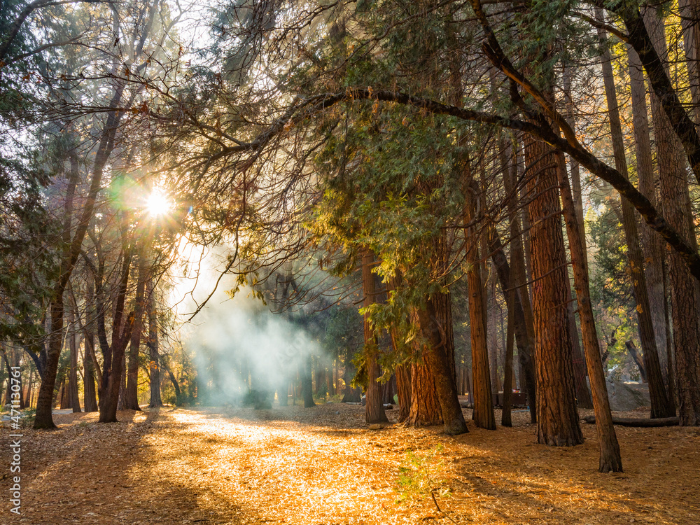 Obraz premium OLYMPUS DIGITAL CAMERA