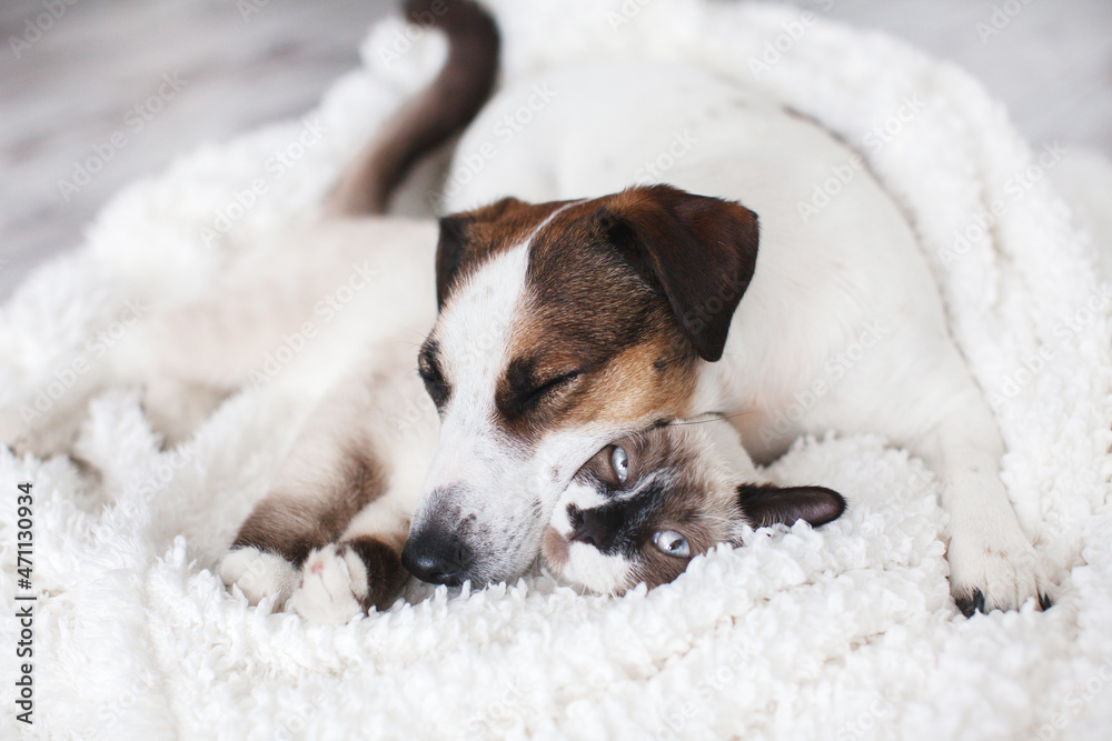Cat and dog together on white plaid Cat and dog together on white plaid