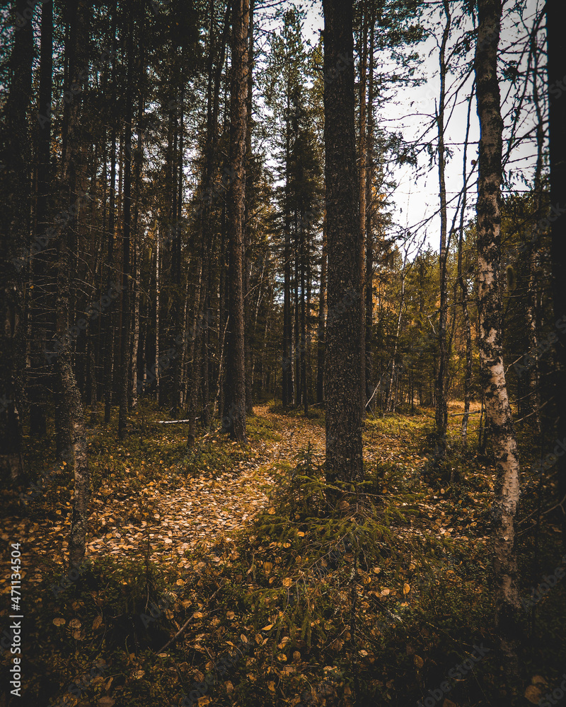 Fototapeta premium Autumn forest