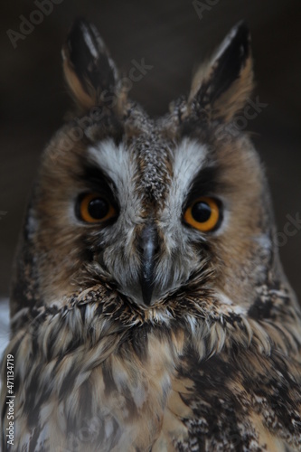 owl © mariogreen