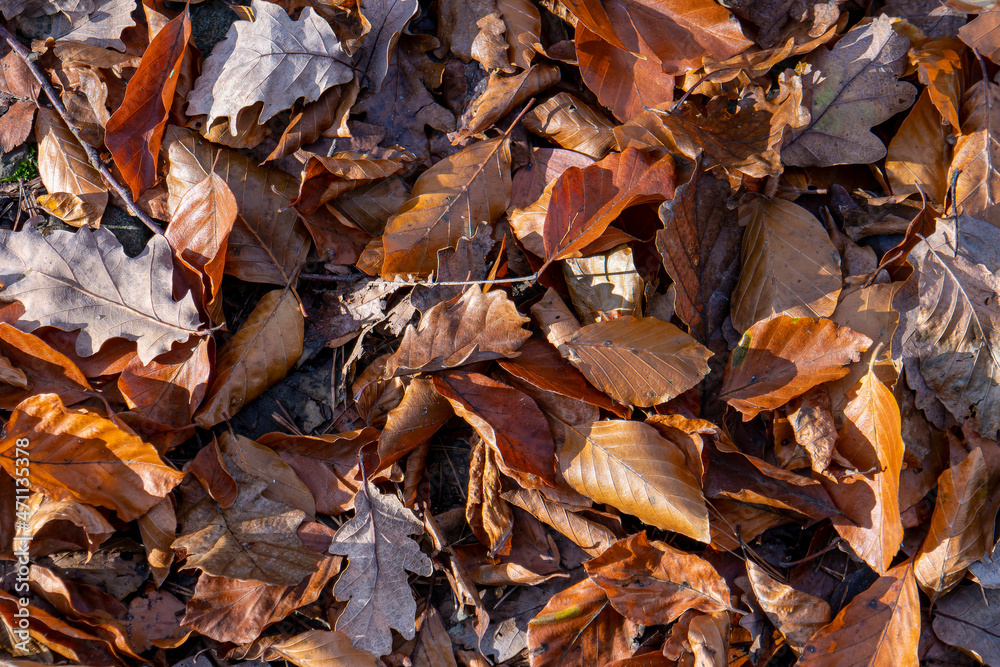 tapis de feuilles mortes