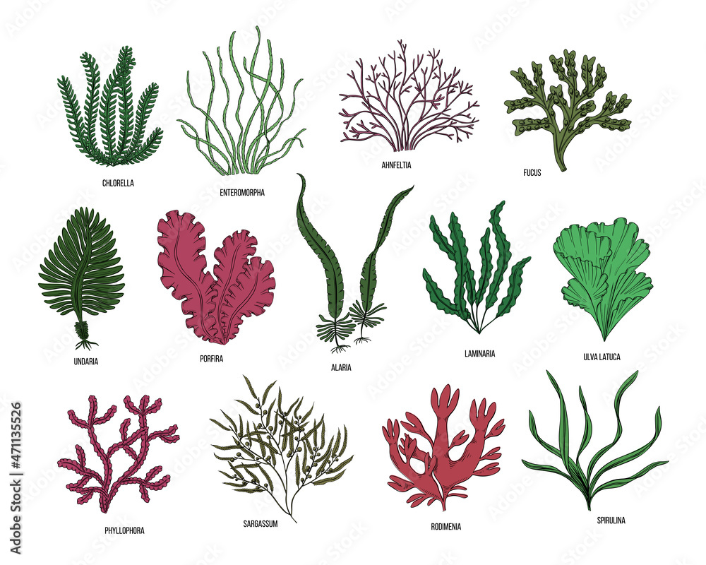 Hand drawn algae black set on white background. Vector illustration ...