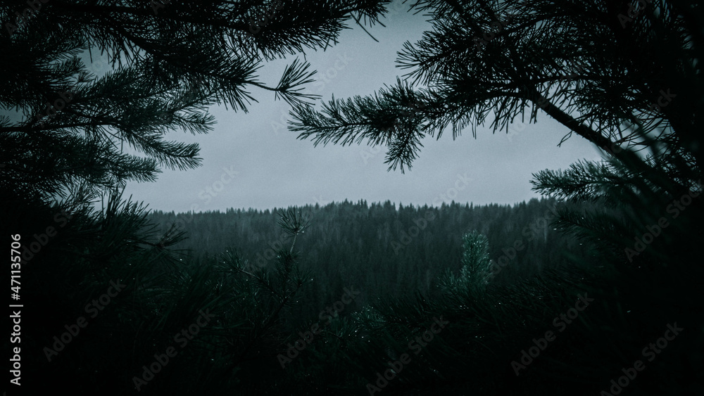 Fototapeta premium Mountain forest