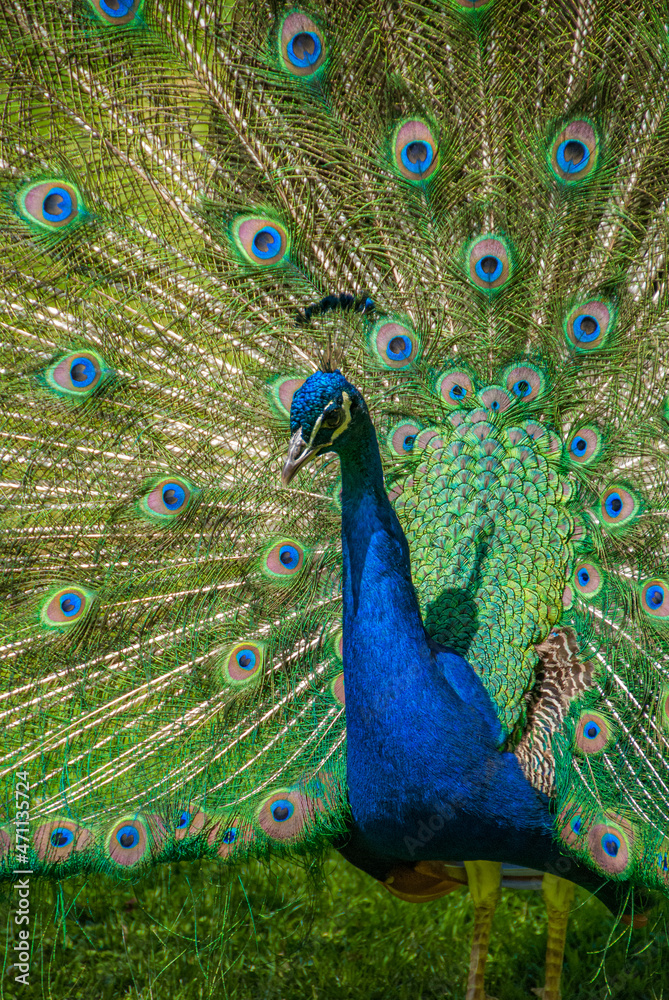 Obraz premium Male Peacock displayng all its feathers