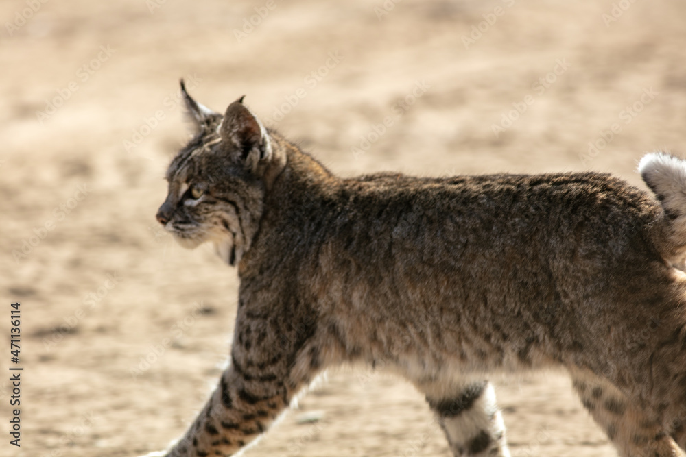 Fototapeta premium A Bobcat Walking in a California Chaparral Field as it Moves to another Hunting Area