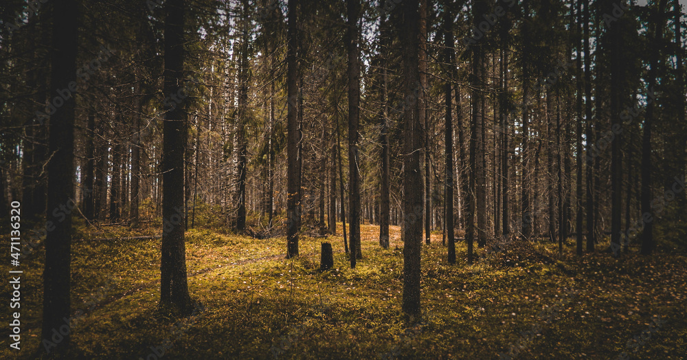 Fototapeta premium Autumn forest