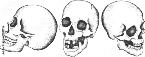 Hand drawn skulls collection in different angles profile. Isolated vector.