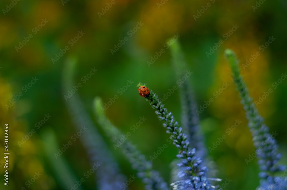 Fresh green grass and ladybag close up. Macro photograthy of ladybug. nature. Macro photo pf insect. Fresh green grass and ladybag close up. Macro photograthy of ladybug. nature. Macro photo pf insect.