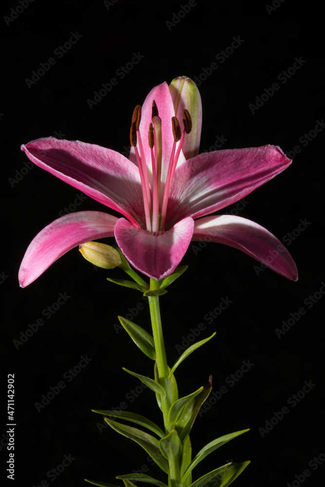 Fototapeta premium pink lily on black