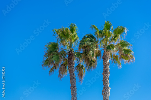 Two plan trees with clear blue sky