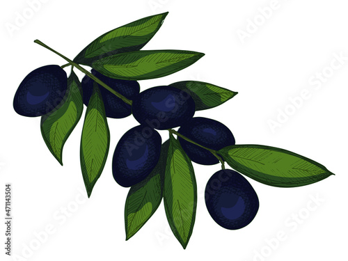 Vector olive branch illustration. Colorful hand drawn eco food clip art isolated on white background. For print, web, design, decor.