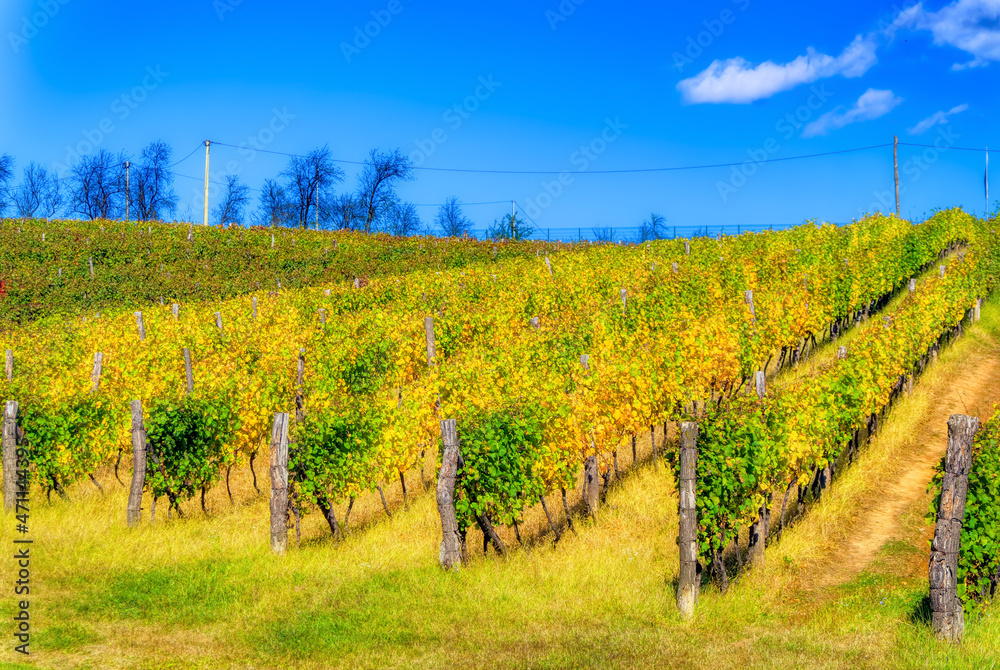Naklejka premium Vineyard during sunny autumn day. 