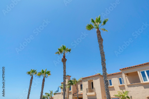 Mexican palm tree outside the residential building at La Jolla, California
