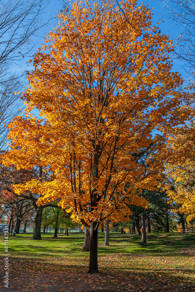 Tree with orange leaves starting to fall during the autumn season at High Park, Toronto, Canada