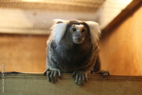 a monkey in a cage © mariogreen