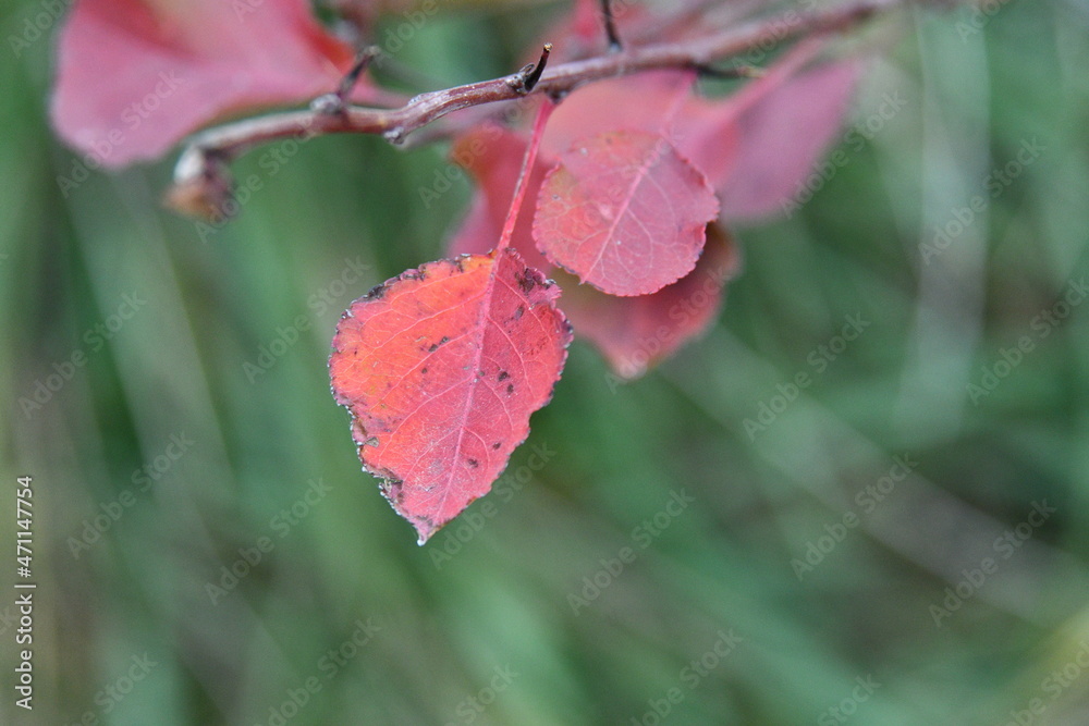 Red Leaves on the Limb of a Tree Red Leaves on the Limb of a Tree