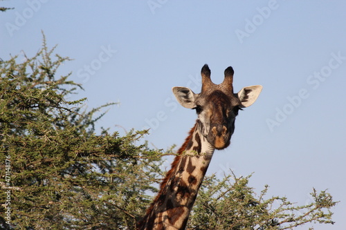 Fototapeta Naklejka Na Ścianę i Meble -  giraffe in the wild
