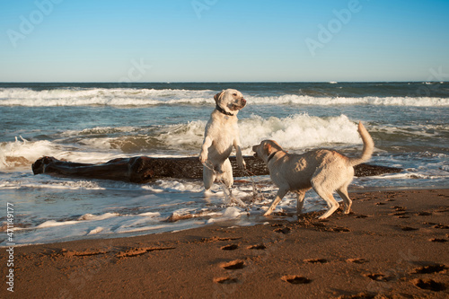 Dogs playing on the beach.