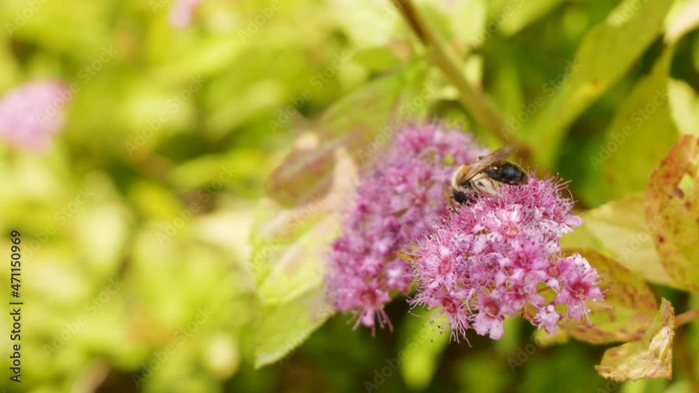 A single bee collecting pollen, sitting on a blooming Meadowsweet flower - filipendula rubra, on a sunny day, macro, extreme closeup, nobody, summer. Bees collecting pollen concept, beauty in nature A single bee collecting pollen, sitting on a blooming Meadowsweet flower - filipendula rubra, on a sunny day, macro, extreme closeup, nobody, summer. Bees collecting pollen concept, beauty in nature