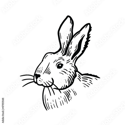 hand drawn sketch of rabbit on white background.