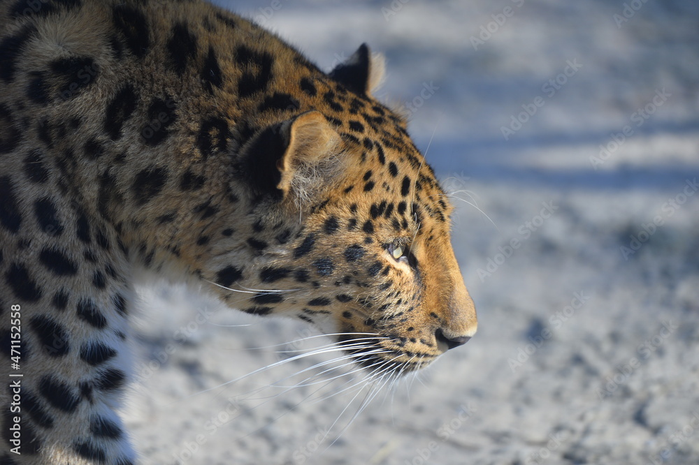 Obraz premium leopard