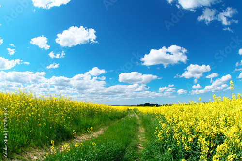 Fototapeta Naklejka Na Ścianę i Meble -  Rapeseed field, country road, white clouds against the blue sky.