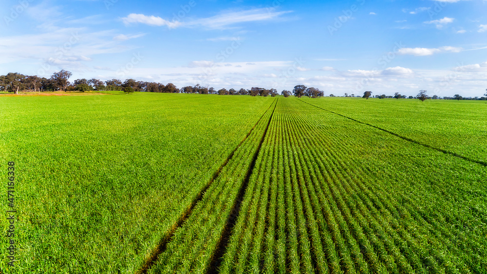 D Agri corns low plains