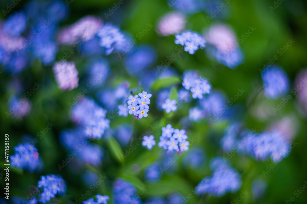 Fototapeta premium blue flowers in the garden