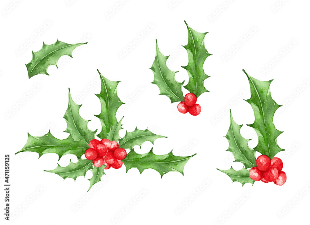 Collection set with isolated Christmas branches of holly tree. watercolor branches with the red berries and green leaves.