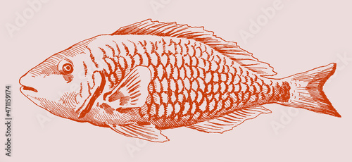 Stoplight parrotfish sparisoma viride in initial phase
