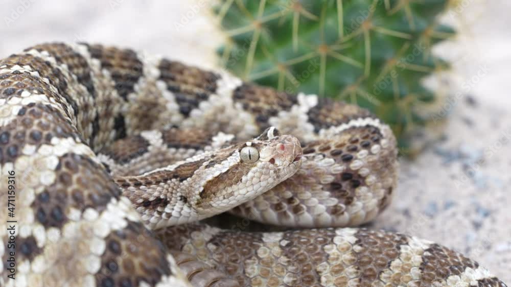 California Baja Rattlesnake (Crotalus enyo) flicking her tongue. California Baja Rattlesnake (Crotalus enyo) flicking her tongue.