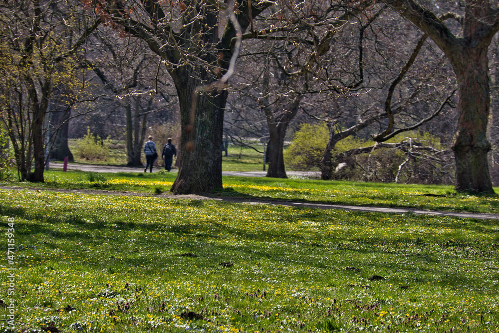 Park in Leipzig, Wiese und Baum, Palmengarten Leipzig Sachsen