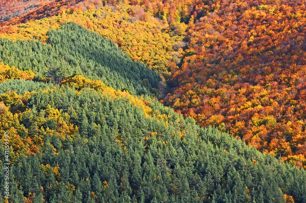 Closeup view of the woods in the fall