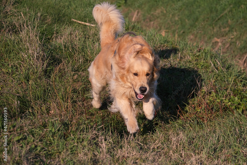 Beautiful male specimen of dog breed golden retriever brown color in the meadow jumping over a ditch Beautiful male specimen of dog breed golden retriever brown color in the meadow jumping over a ditch