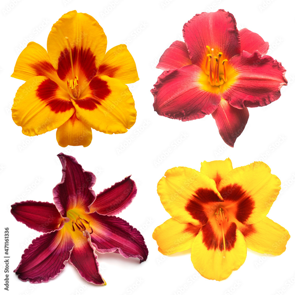 Collection daylily head flowers isolated on white background. Garden, park, bouquet and decorative floral decoration. Flat lay, top view