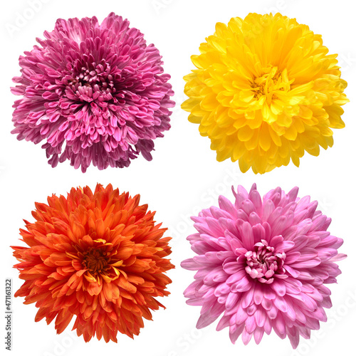 Collection chrysanthemum head flower isolated on white background. Beautiful composition for advertising and packaging design in the business. Flat lay, top view