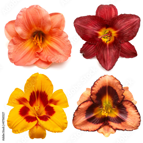 Collection daylily head flowers isolated on white background. Garden, park, bouquet and decorative floral decoration. Flat lay, top view