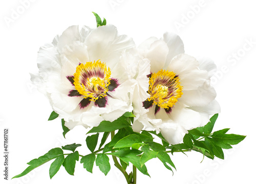White peony bouquet flower isolated on white background. Floral pattern, object. Flat lay, top view