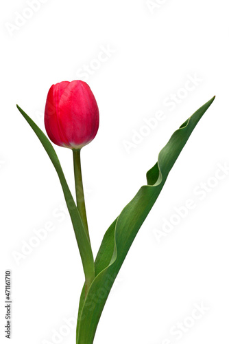 Fototapeta Naklejka Na Ścianę i Meble -  Pink tulip flower isolated on white background. Beautiful composition for advertising and packaging design in the garden business
