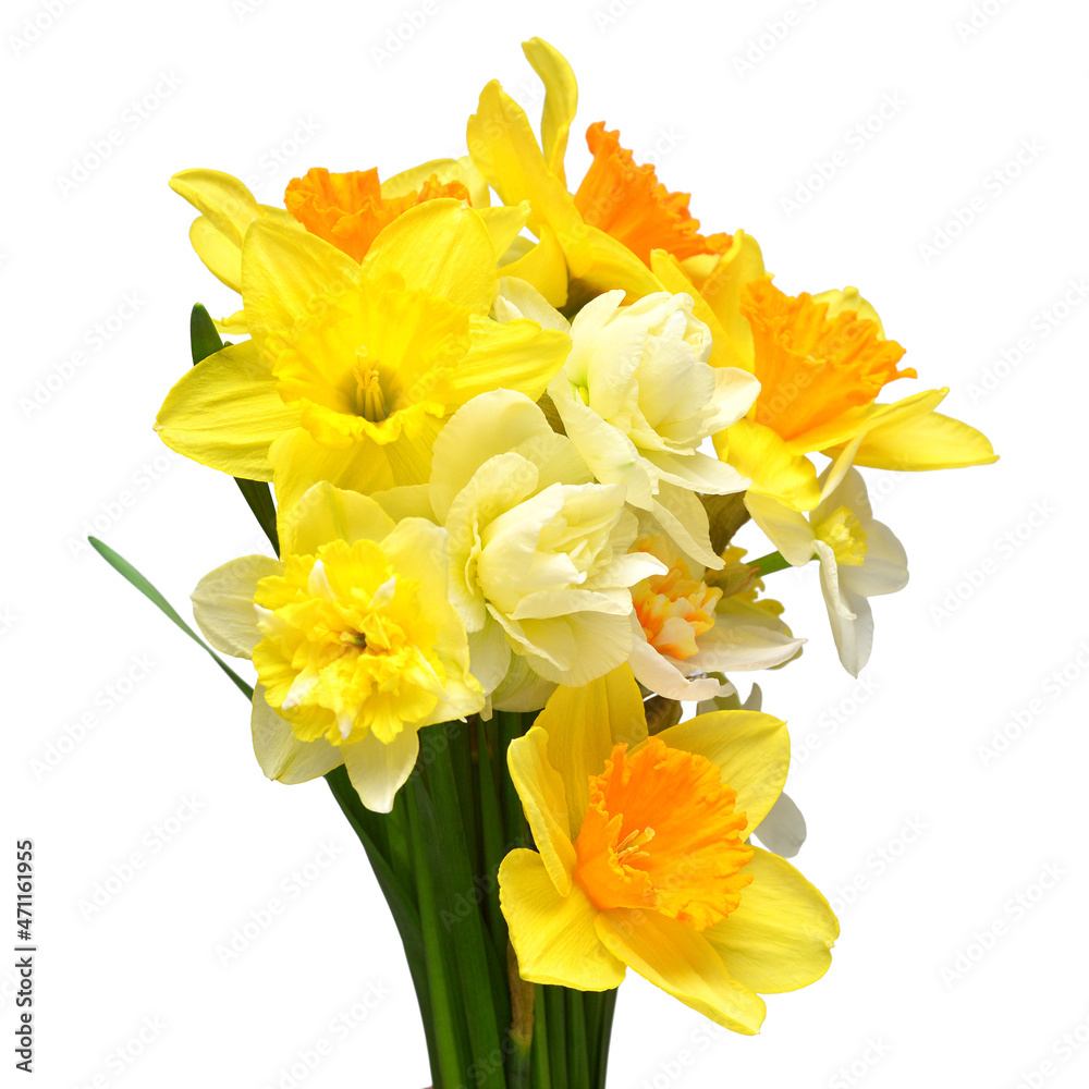Bouquet of yellow, orange and white daffodils flowers isolated on white background. Flat lay, top view