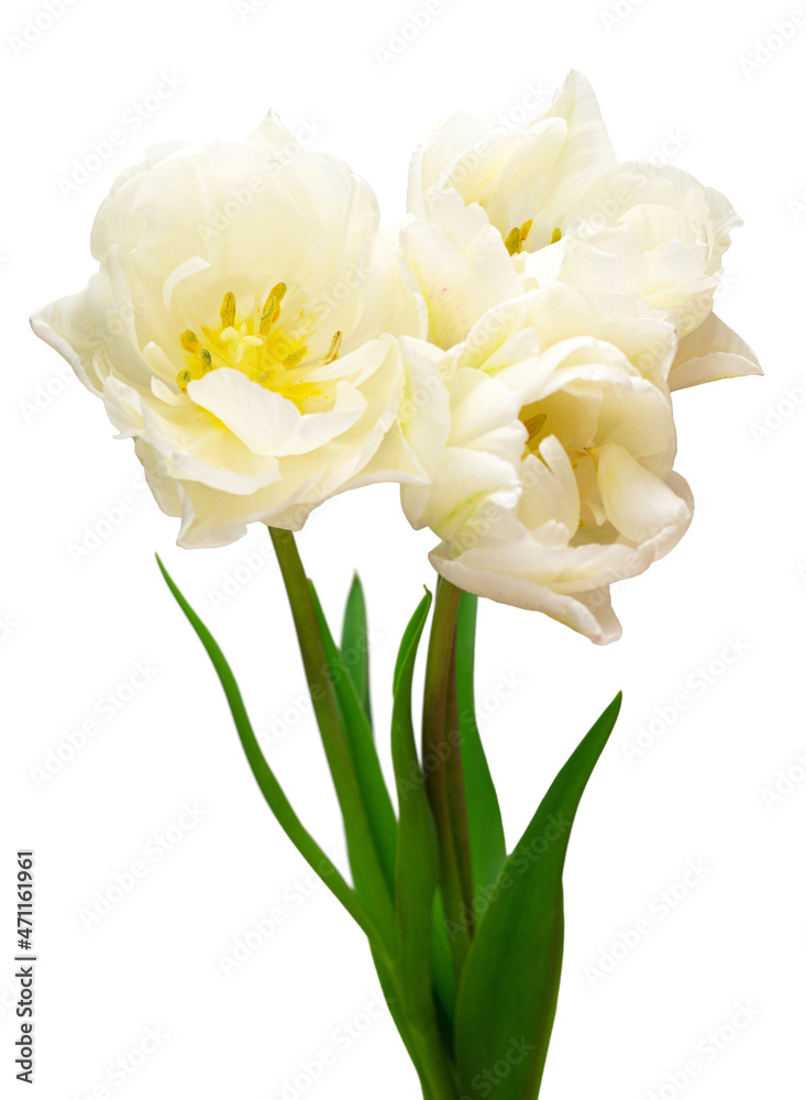 Bouquet white tulip flower isolated on white background. Beautiful composition for advertising and packaging design in the garden business. Flat lay, top view