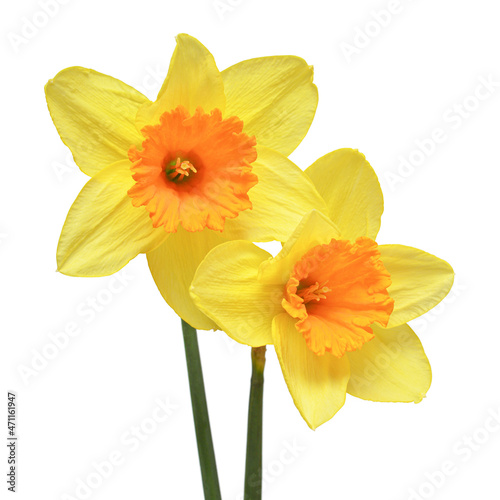 Bouquet of yellow daffodils flowers isolated on white background. Beautiful composition for advertising and packaging design in the garden business